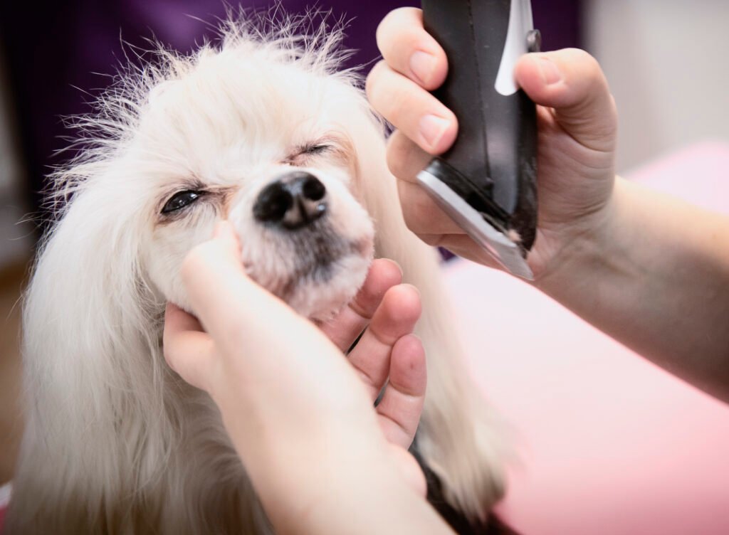 Mobile dog grooming in Reading